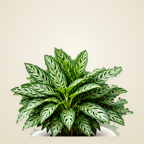 Aglaonema
