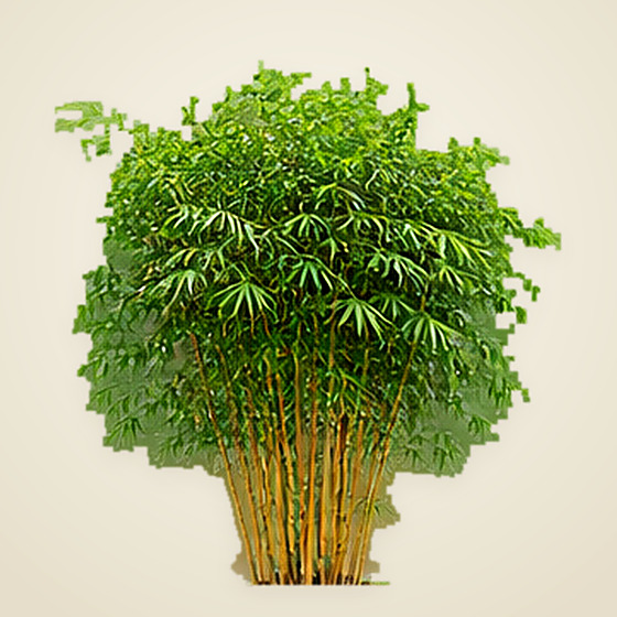 Bamboo