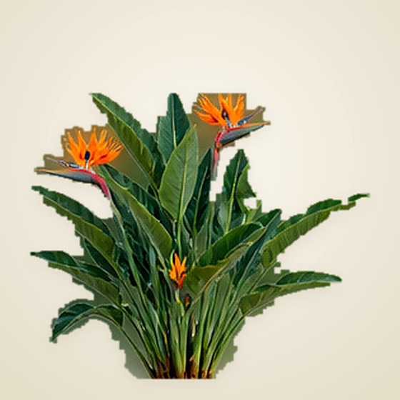 Bird of Paradise