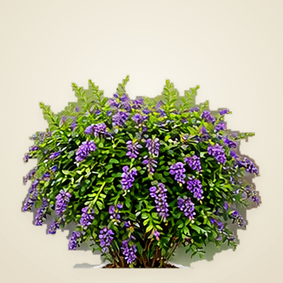 Duranta