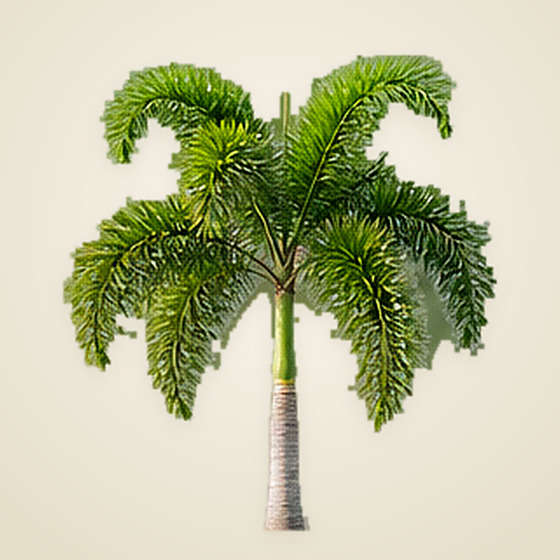 Foxtail Palm