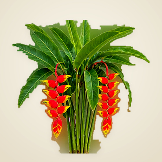Heliconia