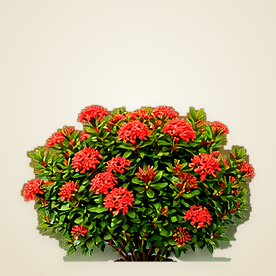 Ixora