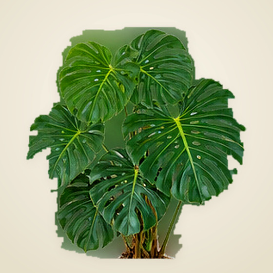Monstera