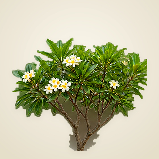 Plumeria