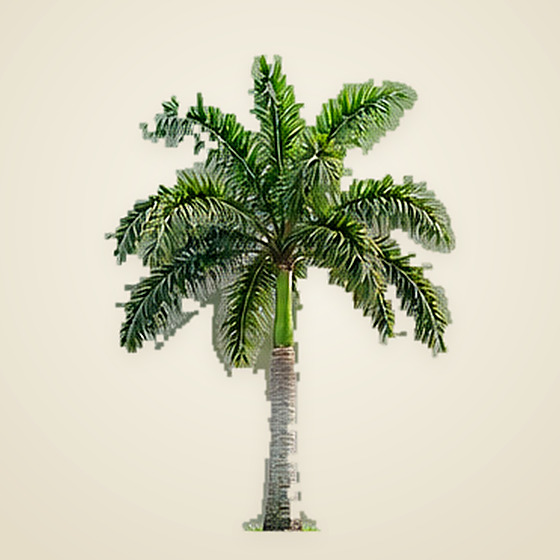 Royal Palm